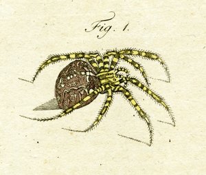 Illustrazione di un ragno